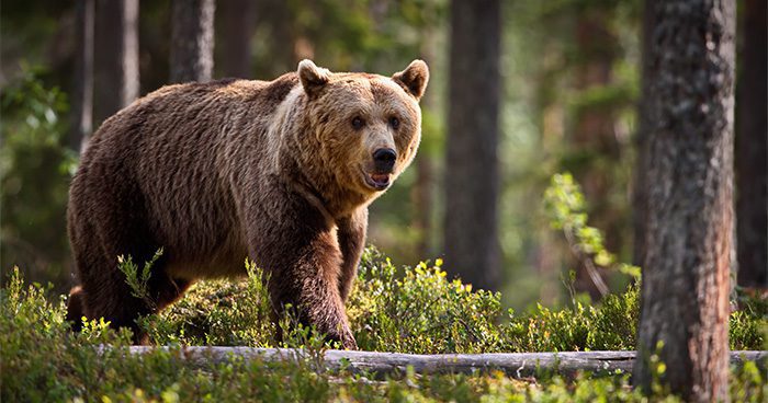 grizzly bear tobacco root mountains Grizzlies Expanding At A Fast Rate