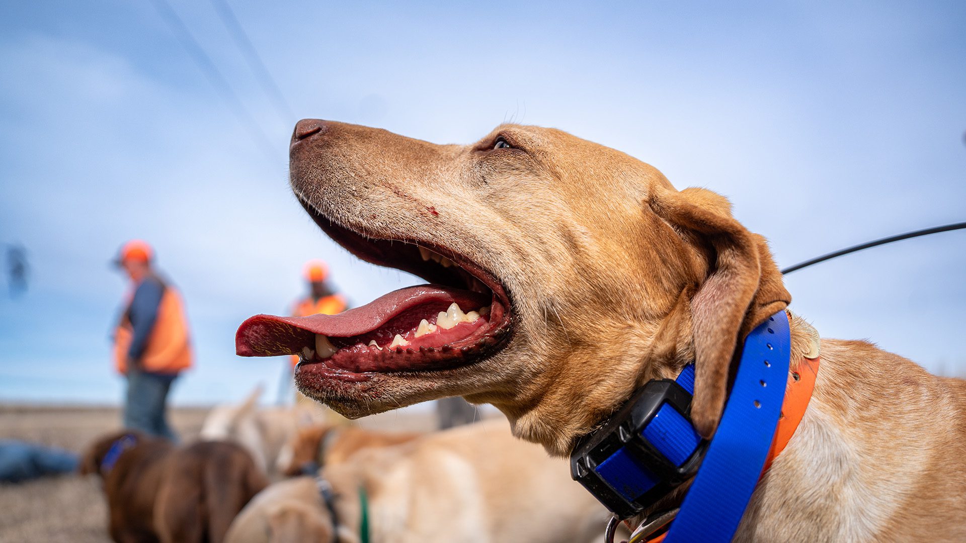 Warm Weather Dog Care Tips to Prevent Overheating During Warm Weather