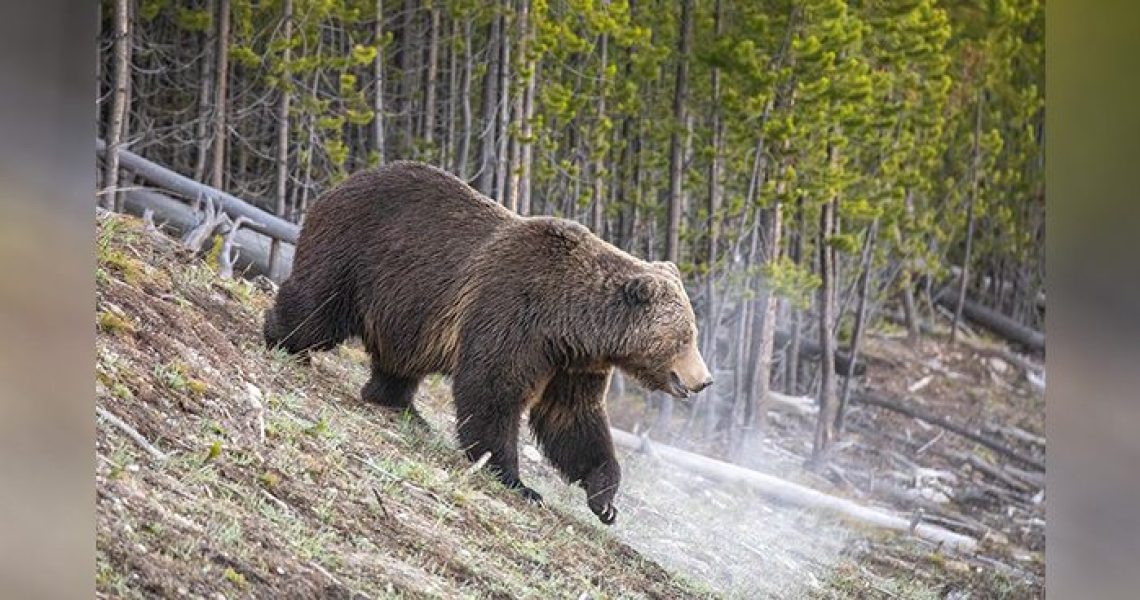 Bears In Montana