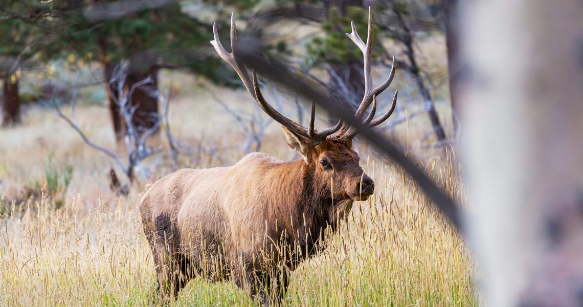 Idaho Ends OTC Deer, Elk and Antelope Tags? Eastmans TagHub